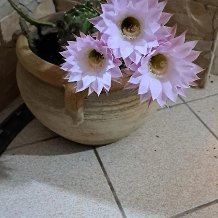 Alba Affittacamere