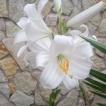 Alba Affittacamere Mandra Capreria
